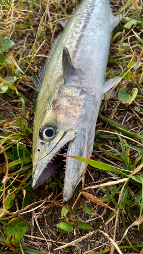 サゴシの釣果