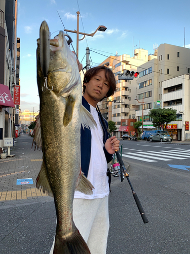 シーバスの釣果