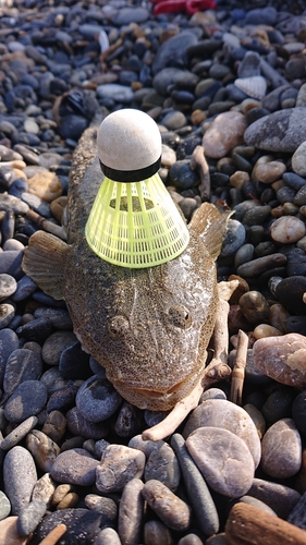 マゴチの釣果