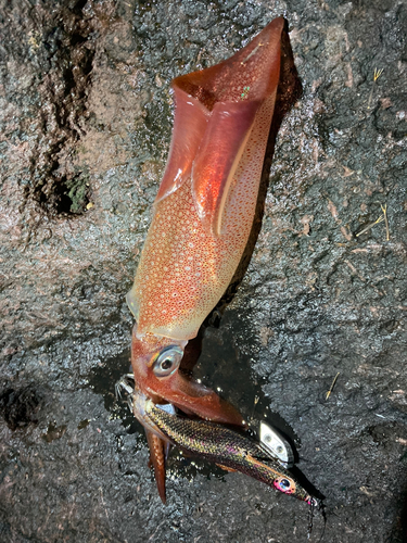 ケンサキイカの釣果