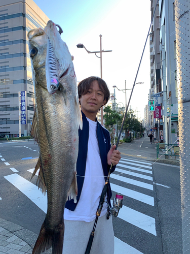 シーバスの釣果