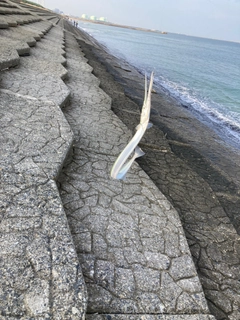 ダツの釣果