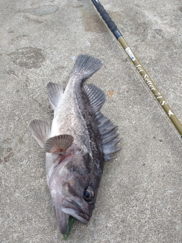 クロソイの釣果