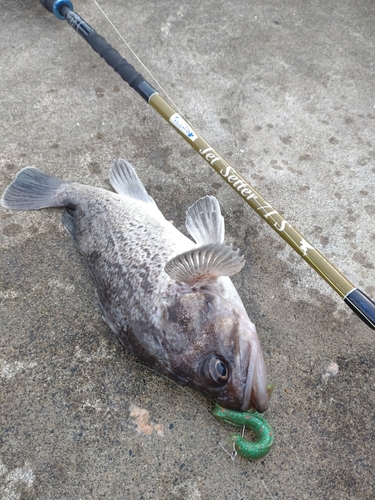 クロソイの釣果