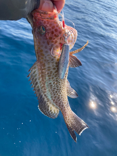 オオモンハタの釣果