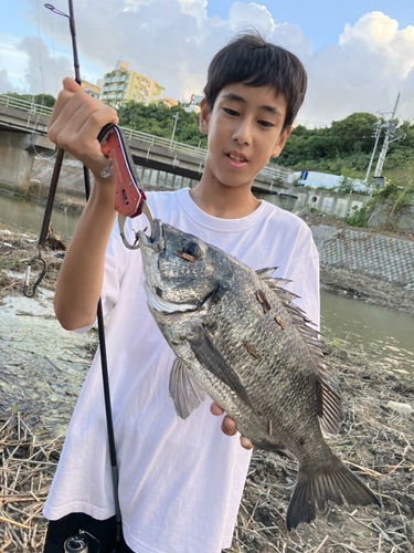 チヌの釣果