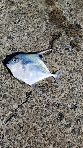 イトヒキアジの釣果