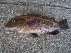 コブダイの釣果