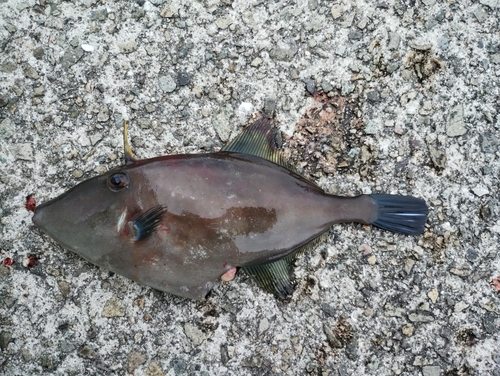 ウマヅラハギの釣果