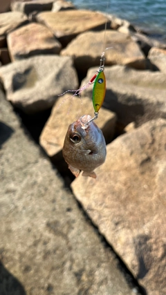 チャリコの釣果