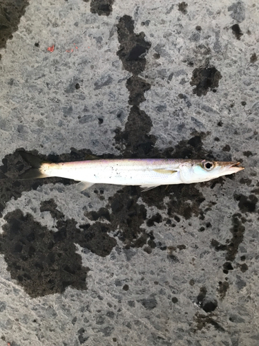 カマスの釣果