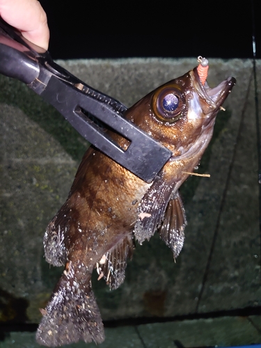 メバルの釣果