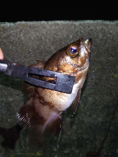 メバルの釣果