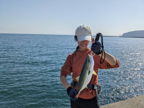 ハマチの釣果