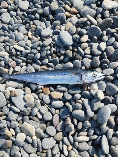 サゴシの釣果