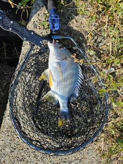 キビレの釣果