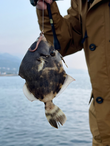 カワハギの釣果