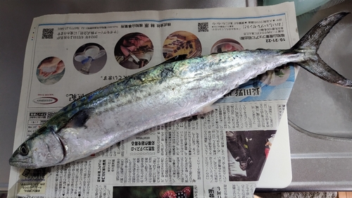 サゴシの釣果