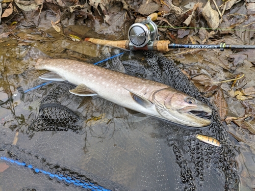 アメマスの釣果