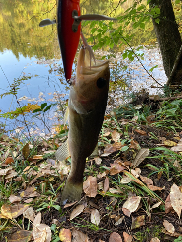 ラージマウスバスの釣果