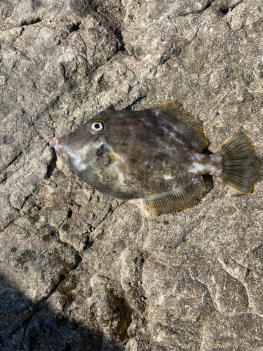 カワハギの釣果