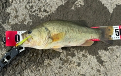 ブラックバスの釣果