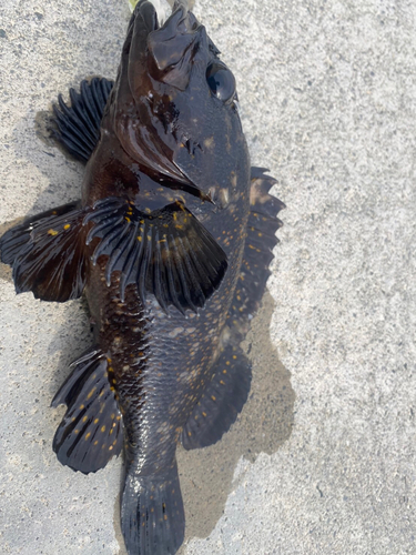 オウゴンムラソイの釣果