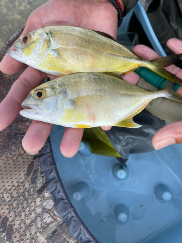 メッキの釣果