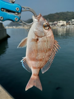 チャリコの釣果