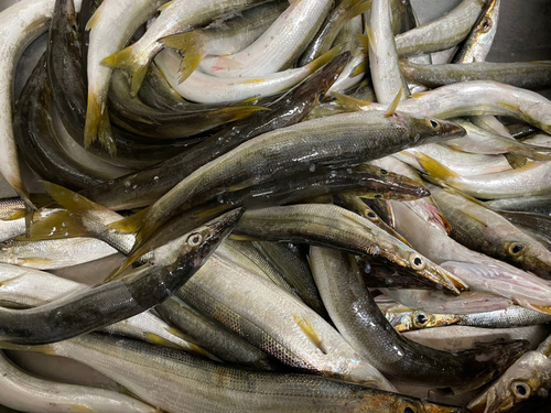 アカカマスの釣果