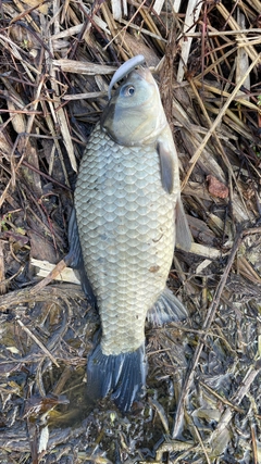 マブナの釣果