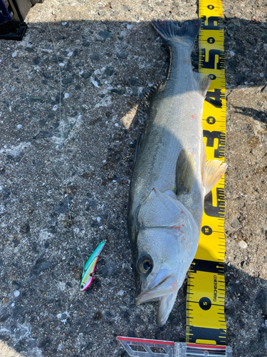 シーバスの釣果