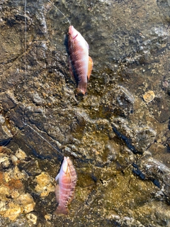 ホシササノハベラの釣果