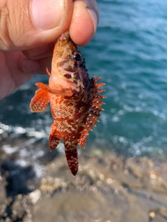 イソカサゴの釣果