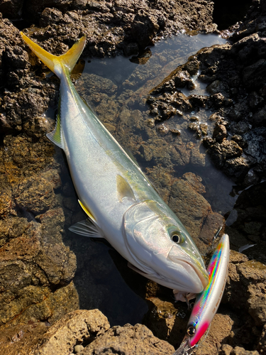 イナダの釣果