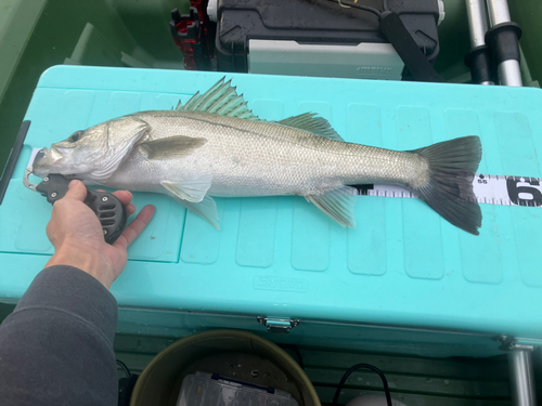 スズキの釣果