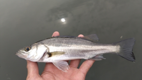 セイゴ（マルスズキ）の釣果