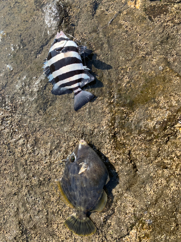 カワハギの釣果