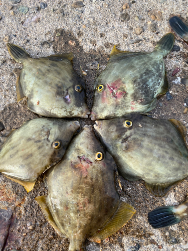 カワハギの釣果