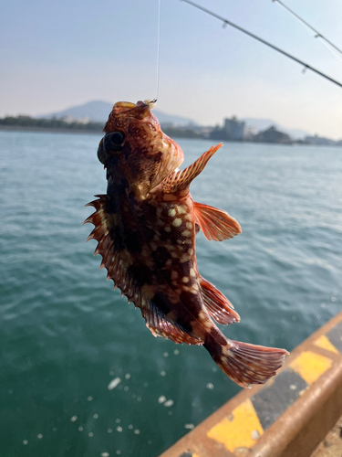 ガシラの釣果