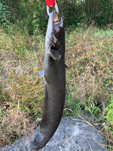 ナマズの釣果