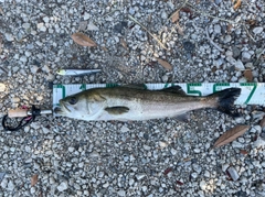 シーバスの釣果