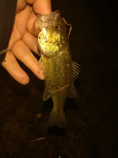 ラージマウスバスの釣果