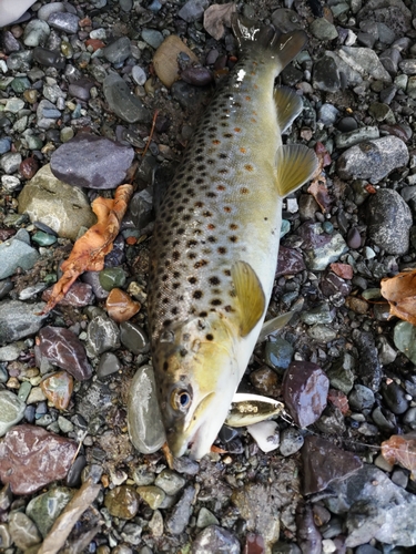 ブラウントラウトの釣果