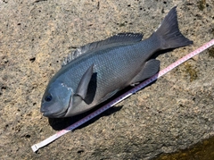 クチブトグレの釣果