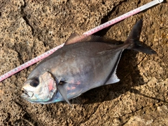 オキアジの釣果