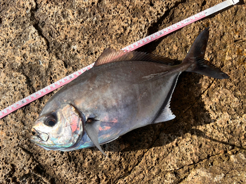 オキアジの釣果