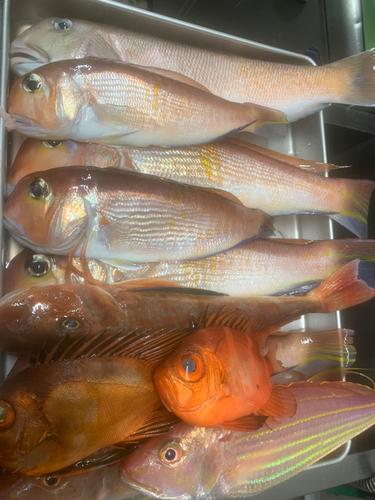 シロアマダイの釣果