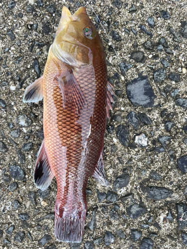 カンダイの釣果