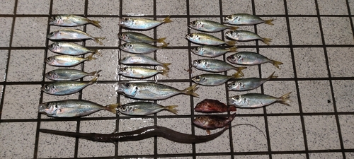 アジの釣果